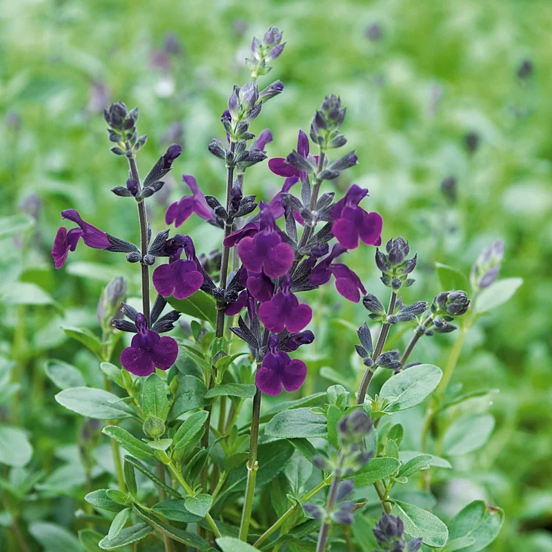 Strauchsalbei ‘Violette de Loire®’