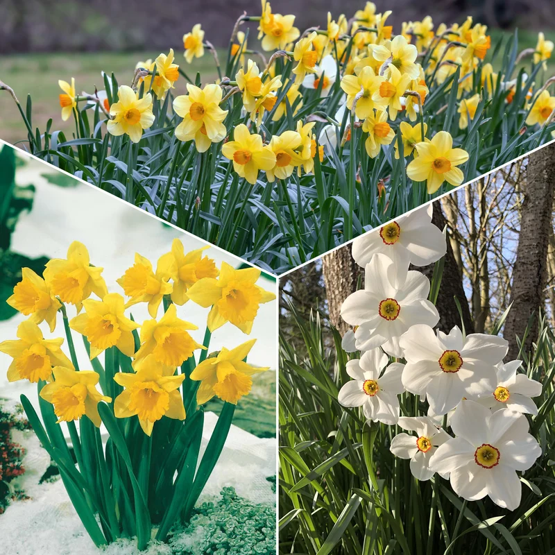 Narzissen-Kollektion 'Fortune' & 'Rijnveld Early Sensation' (x30)