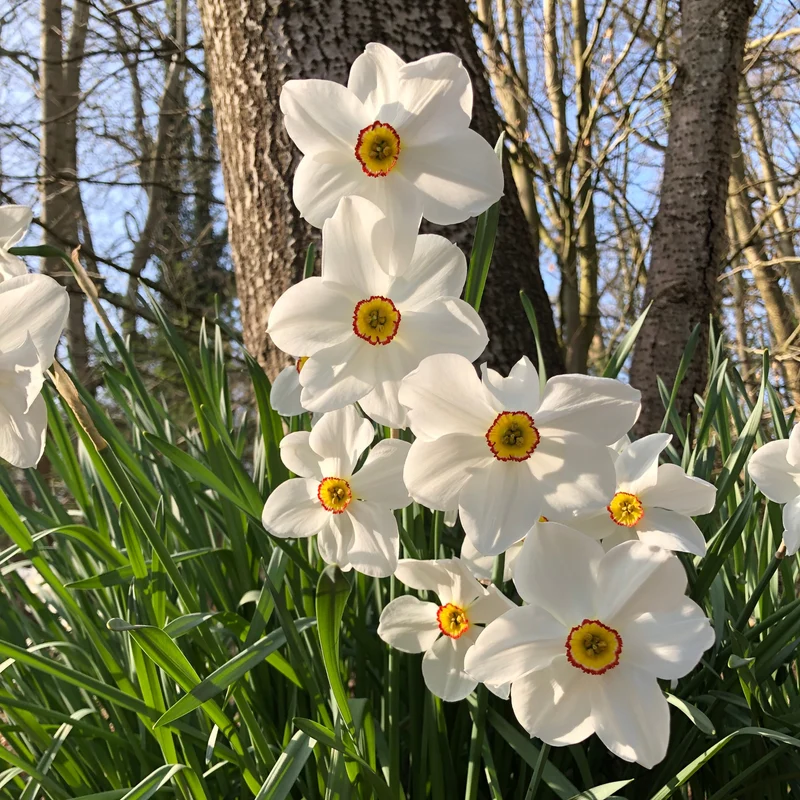 Narzissen-Kollektion 'Fortune' & 'Rijnveld Early Sensation' (x30)