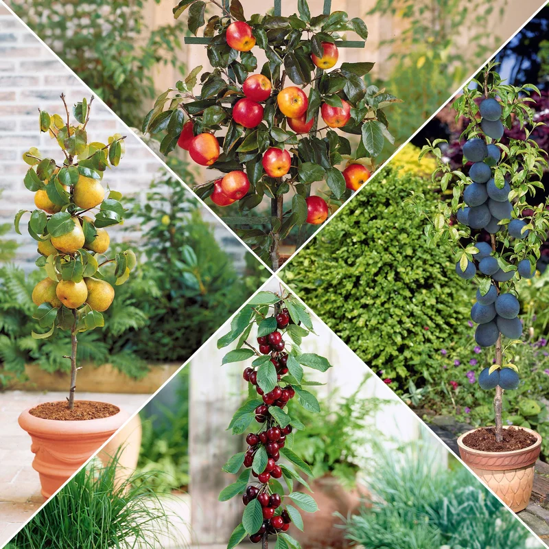 Sommer-Miniobst-Kollektion (x4)