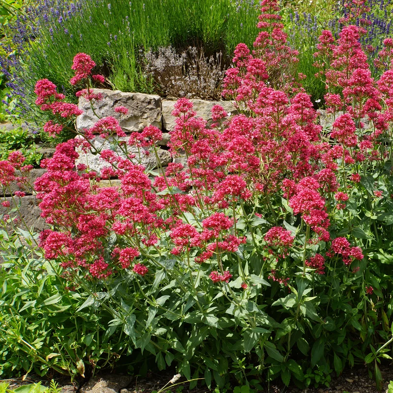 Rote Spornblume