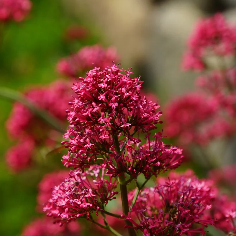 Rote Spornblume