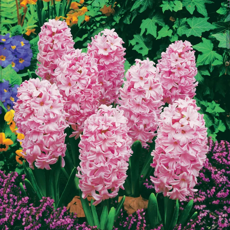 Hyazinthen rosa (x3)