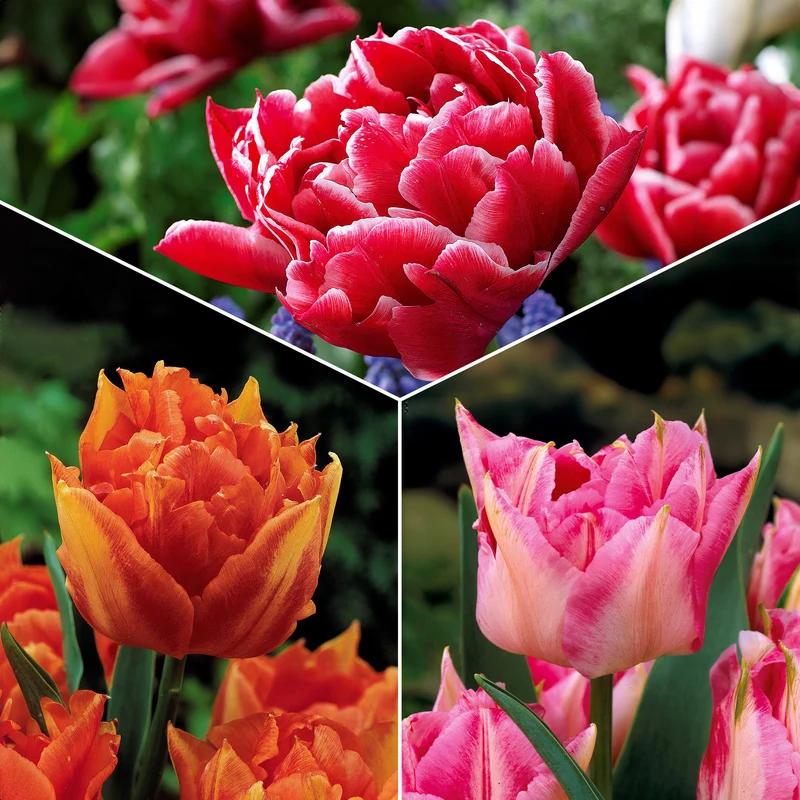 Tulpen frühblühende Murillo-Mischung (x25)
