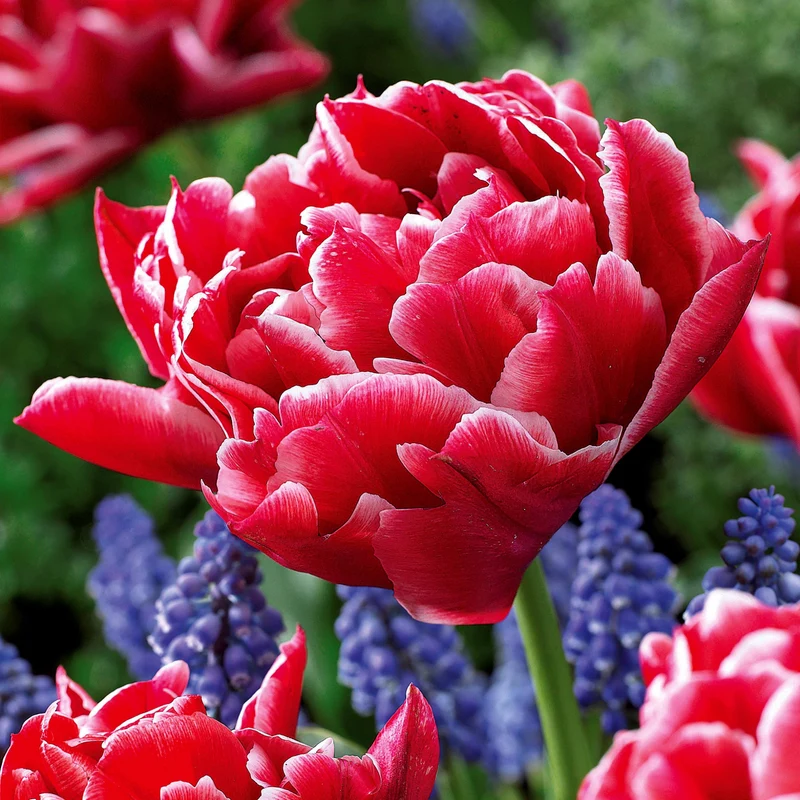Tulpen frühblühende Murillo-Mischung (x25)