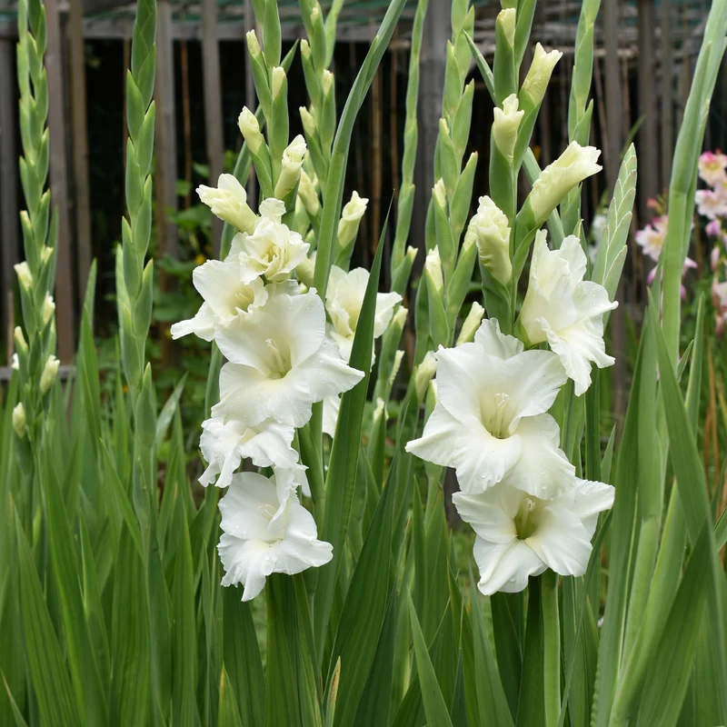 Gladiolen White Prosperity (x25)