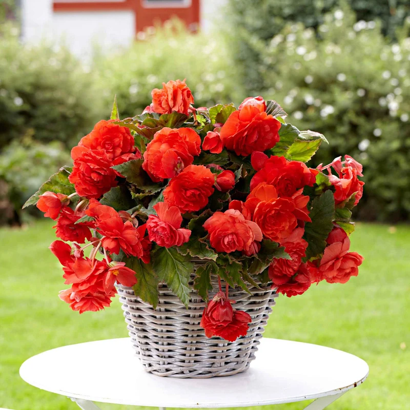 Duft-Begonie 'Red Glory' (x5)