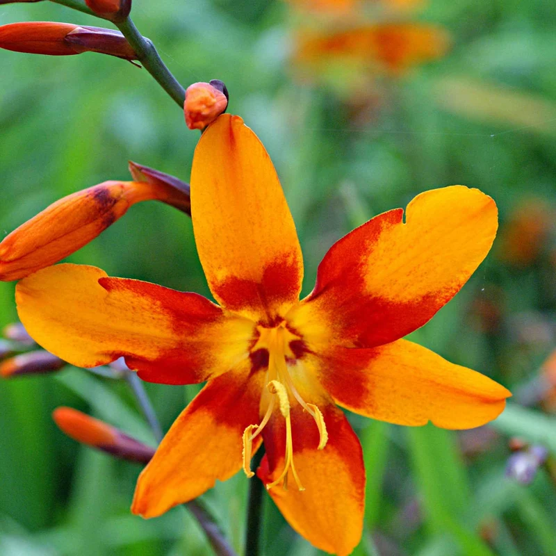 Montbretie 'Emily McKenzie'