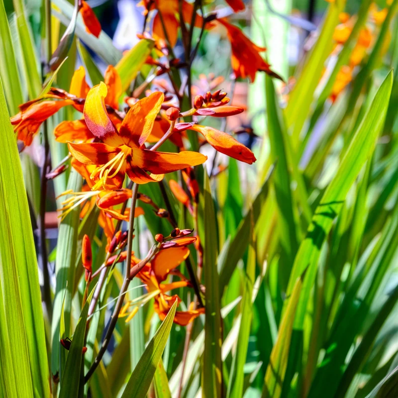 Montbretie 'Emily McKenzie'