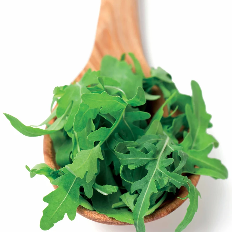 Rucola