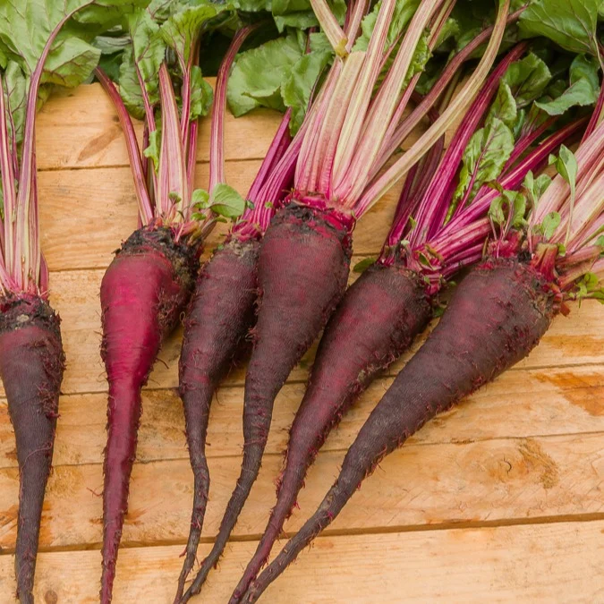 Rote Bete ‘Crapaudine’