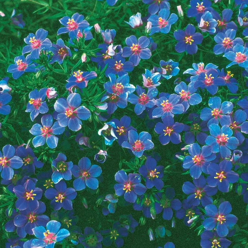 Blaue Anagallis (Linn-Leinkraut)