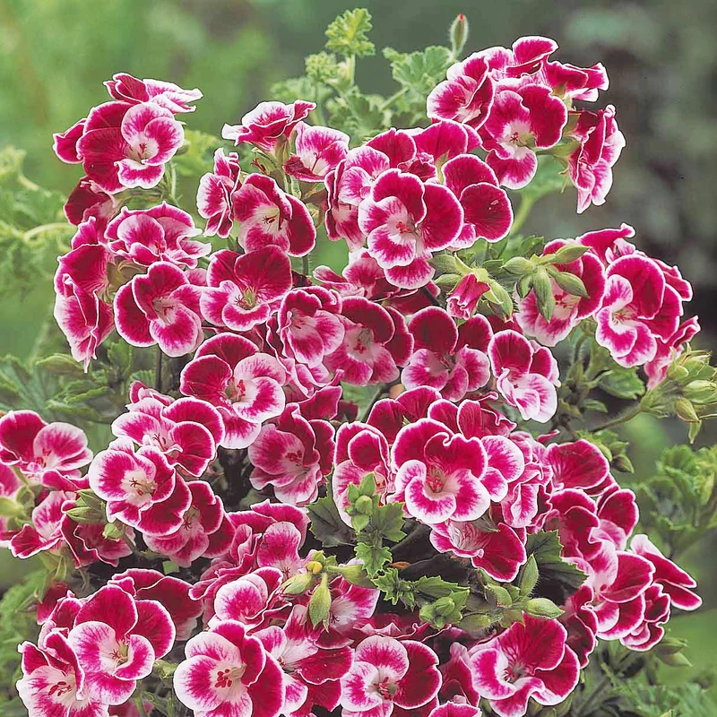 Duftgeranie Pansy (x3)