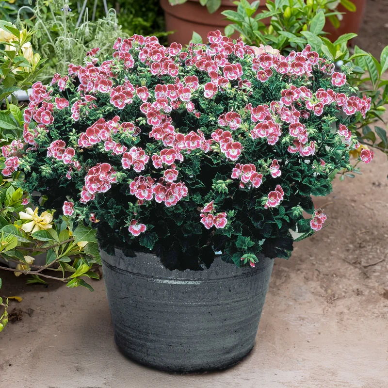 Duftgeranie Pansy (x3)