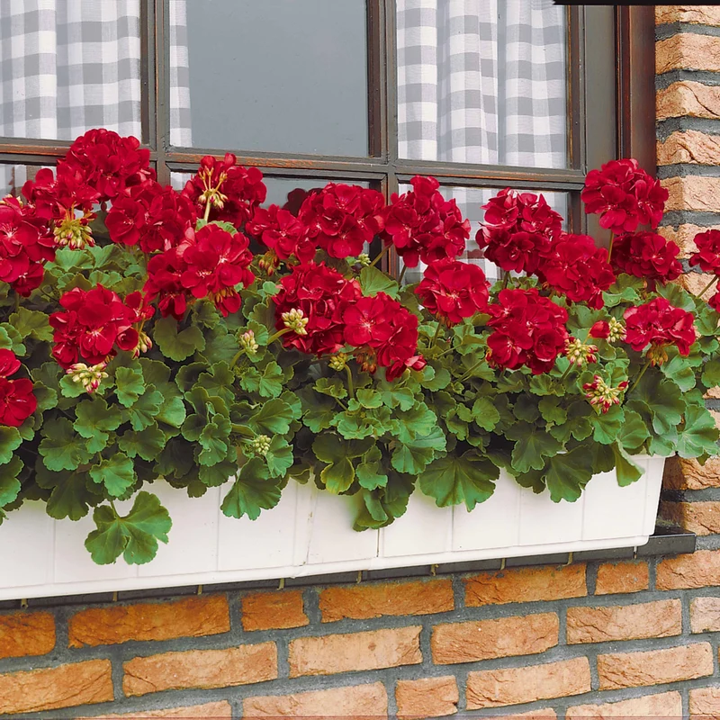 Geranie 'Toscana'® (x3)