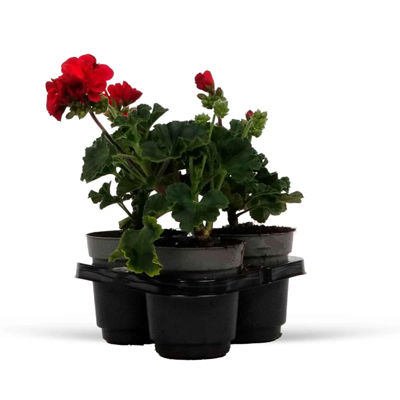 Geranie 'Toscana'® (x3)