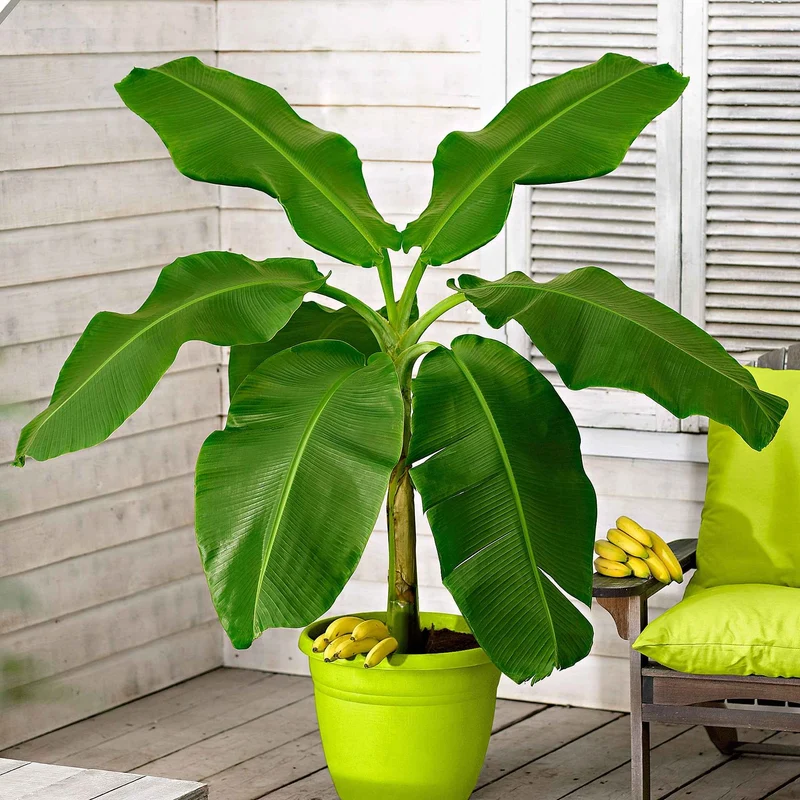 Bananenpflanze Musa basjoo