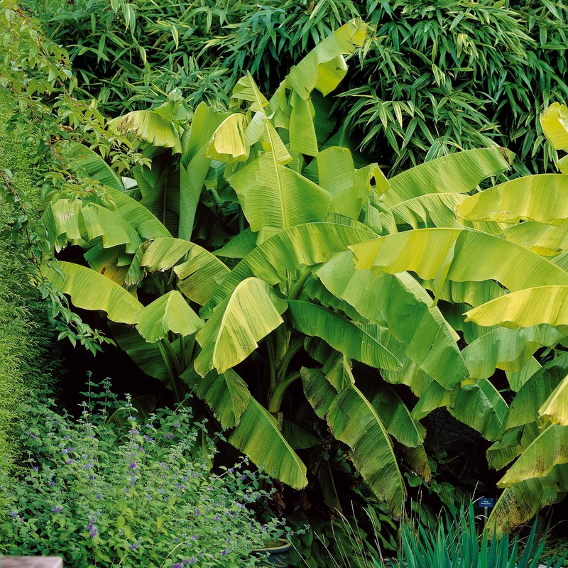 Bananenpflanze Musa basjoo