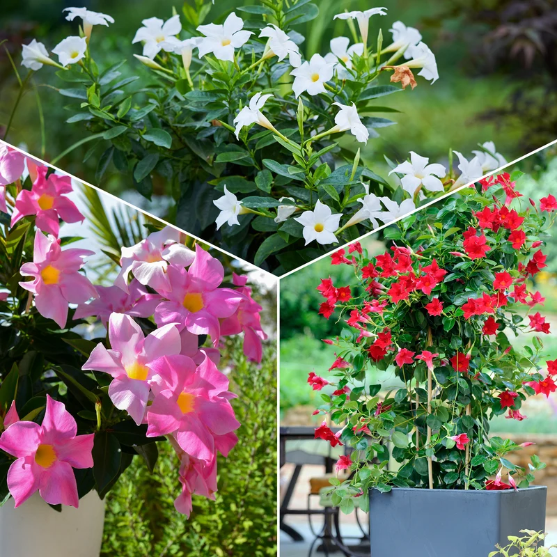 Dipladenia Mischung (x3)