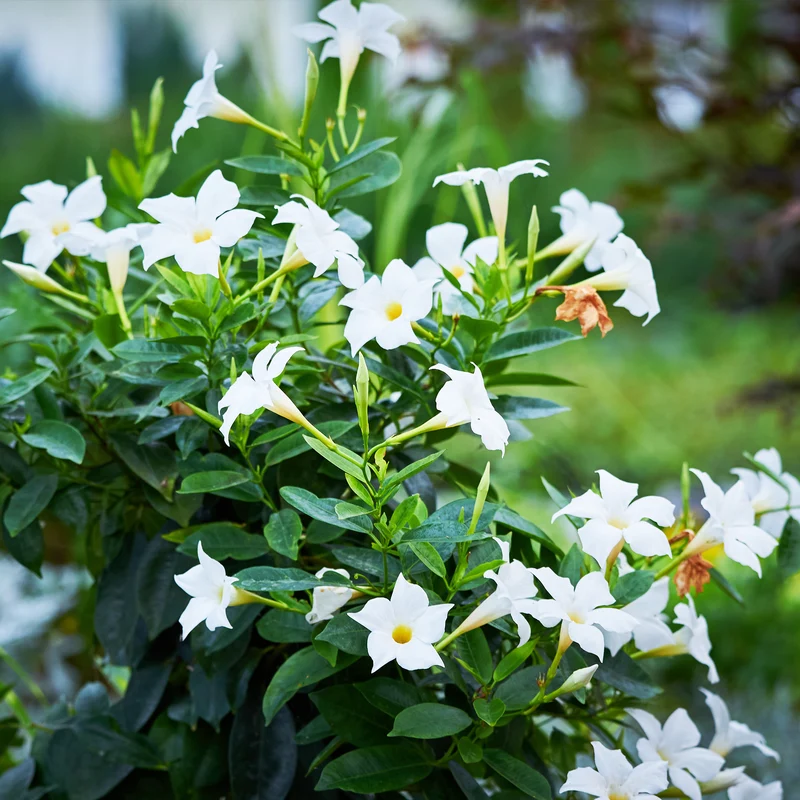 Dipladenia Mischung (x3)