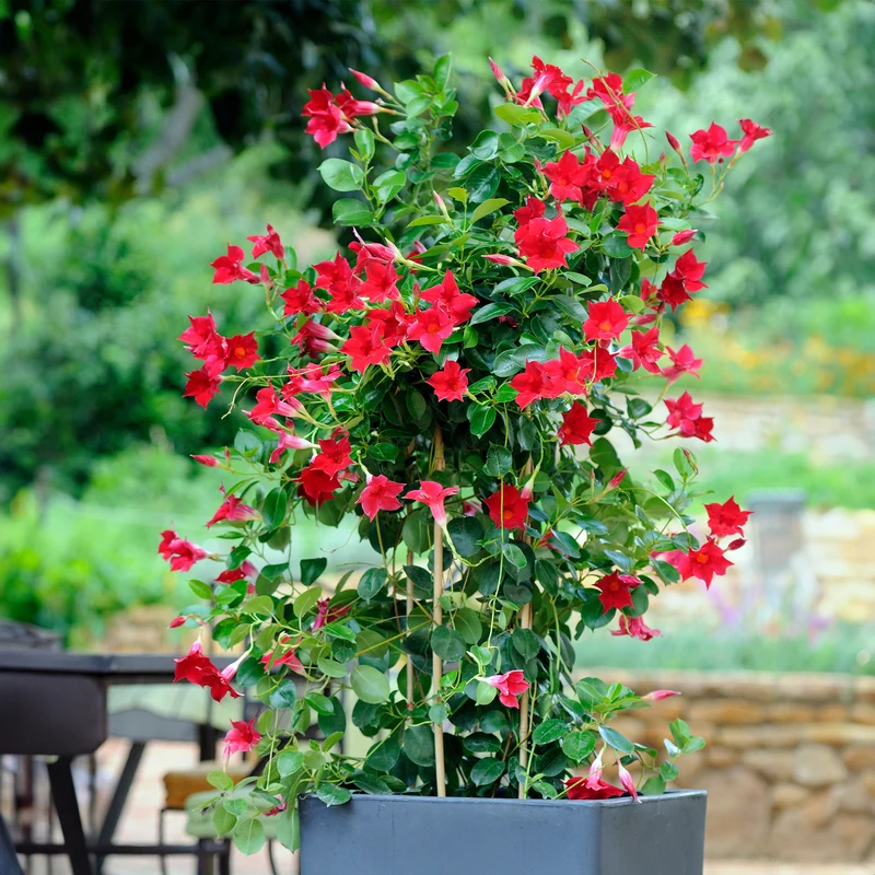 Dipladenia Mischung (x3)