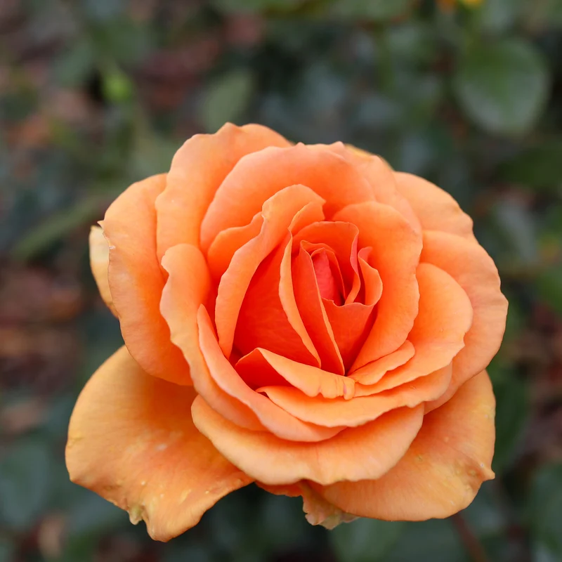 Buschrose Whisky