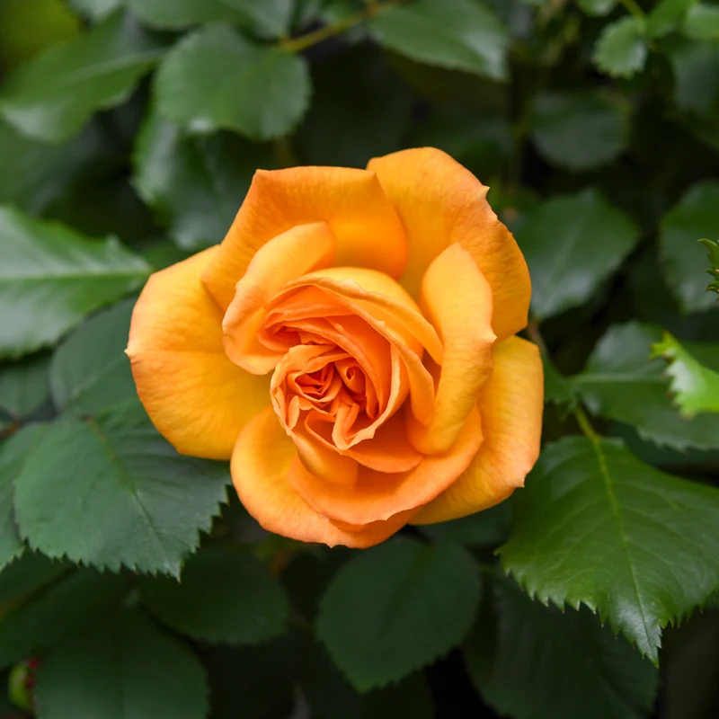 Buschrose Whisky
