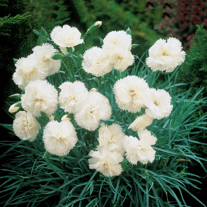 Gartennelken ‘Grenadin White’ (x2)