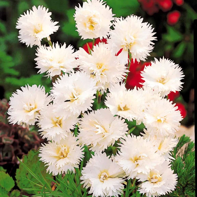 Gartennelken ‘Grenadin White’ (x2)