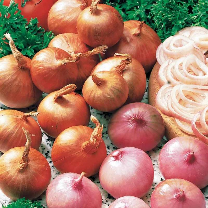 Rote Schalotte 'Red Sun'