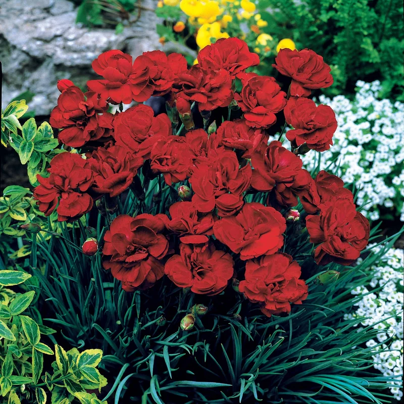 Nelken Grenadin rot (x2)