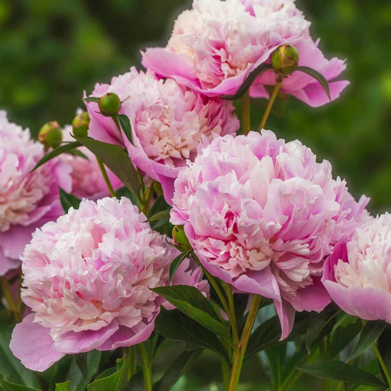 Pfingstrose Paeonia 'Sorbet'