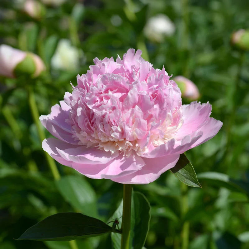 Pfingstrose Paeonia 'Sorbet'