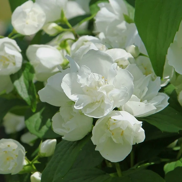 Pfeifenstrauch 'Virginal'