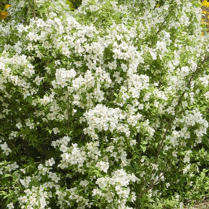 Pfeifenstrauch 'Virginal'