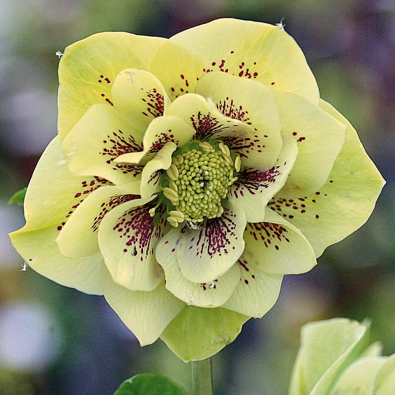 Christrosen cremefarben gefüllt (x2)