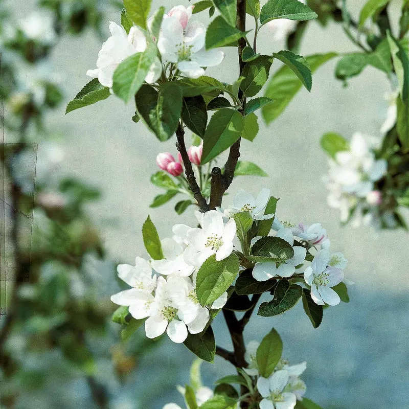 Apfelbaum ‘Golden Delicious’