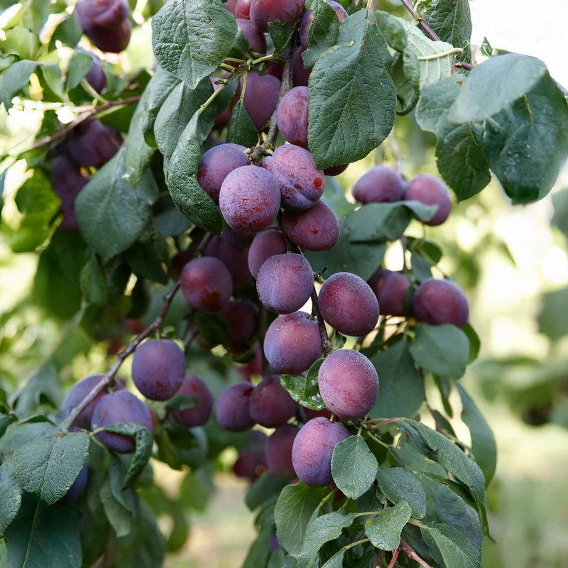 Pflaume ‘Reine Claude d’Althan’