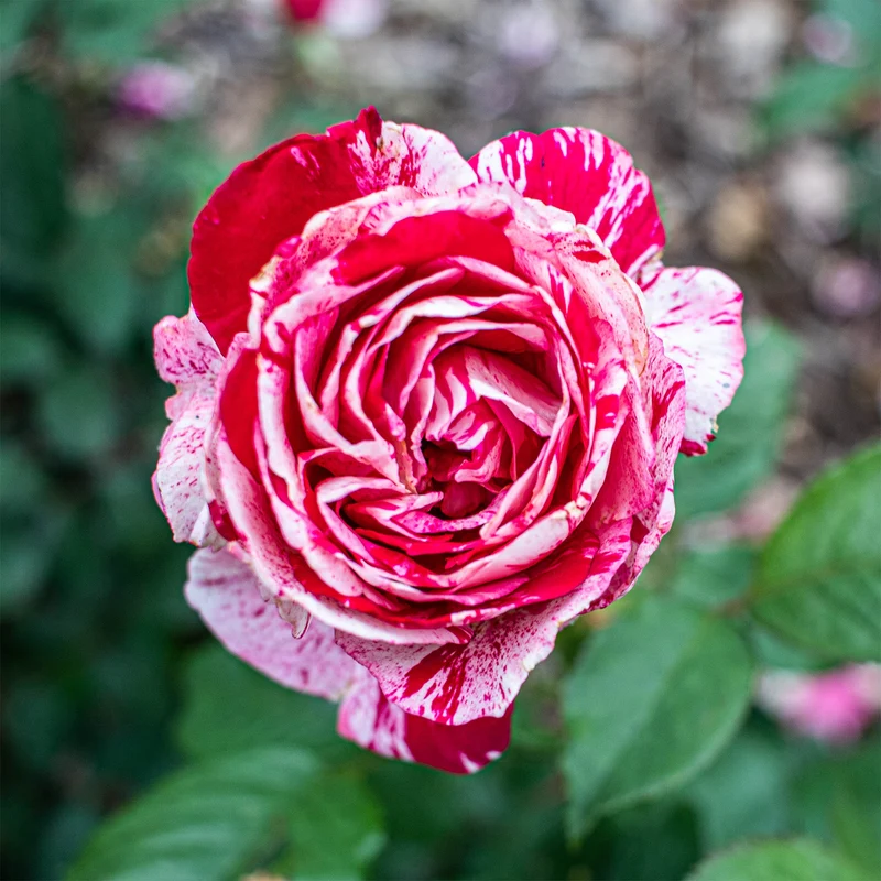 Strauchrose Candy Stripe