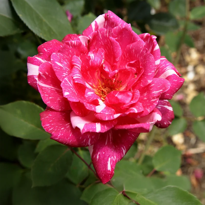Strauchrose Candy Stripe