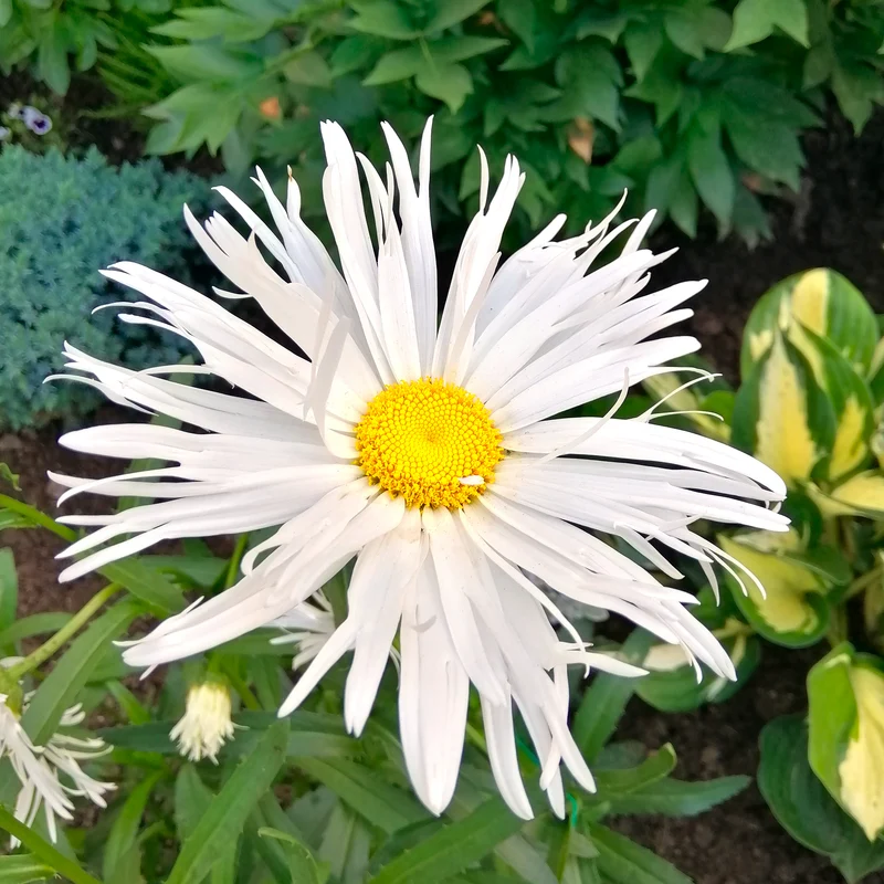 Sommermargeriten ‘Old Court’ (x3)