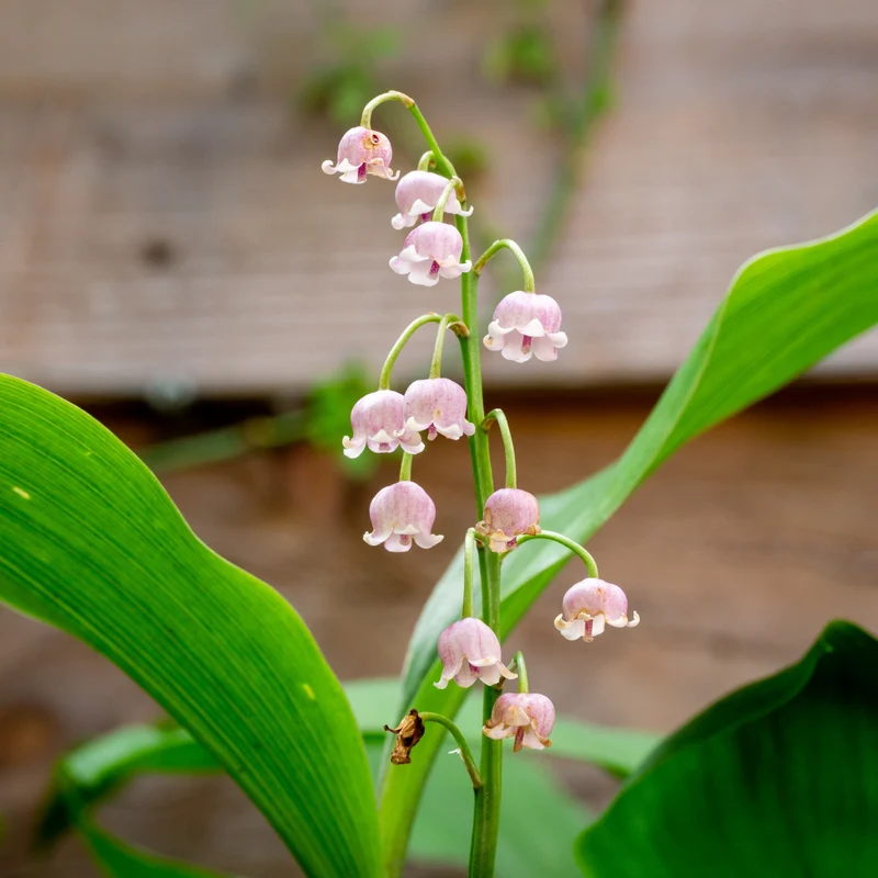 Maiglöckchen ‘Rosea’