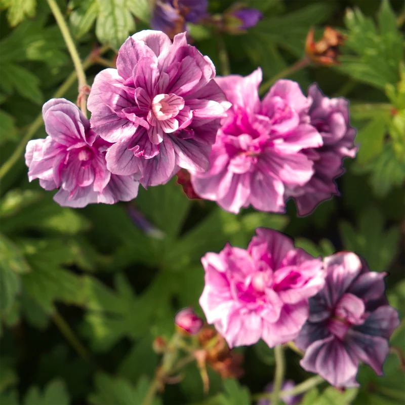 Staudengeranie Birch Double rosa (x2)