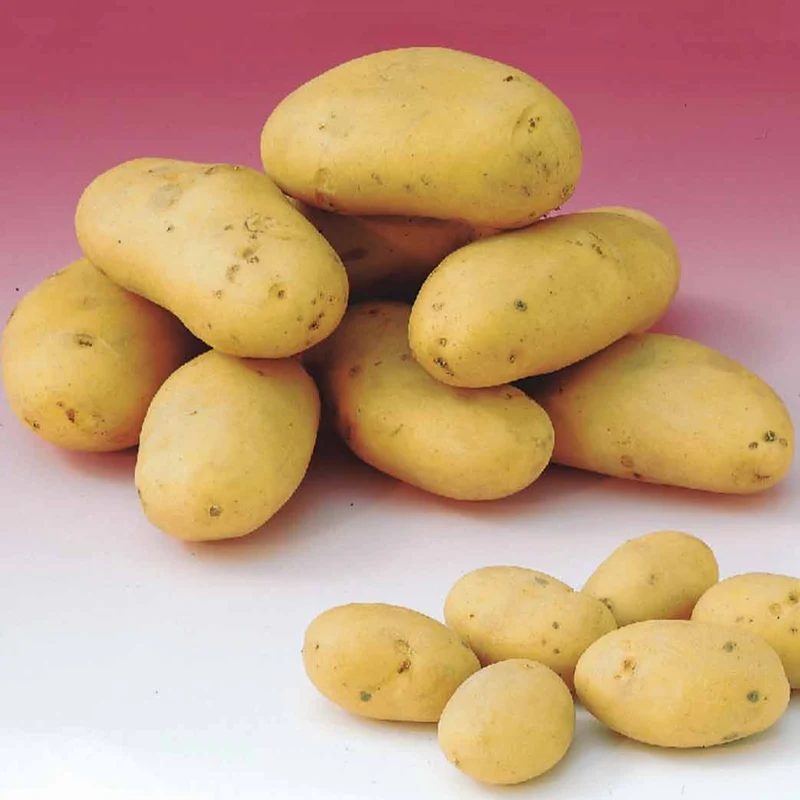 Kartoffeln: Sorten für 6 Erntemonate (x80)