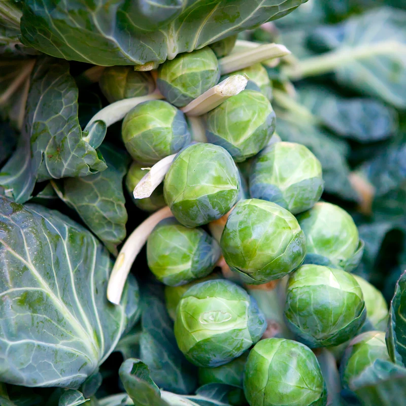 Rosenkohl ‘De Rosny’