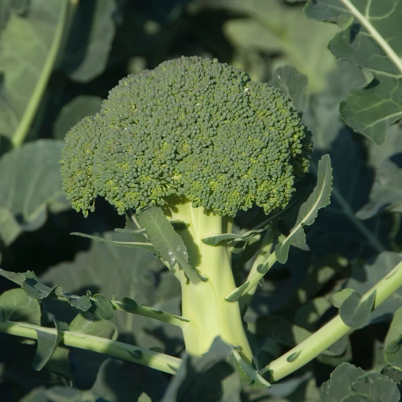 Brokkoli ‘Calabrese Natalino’