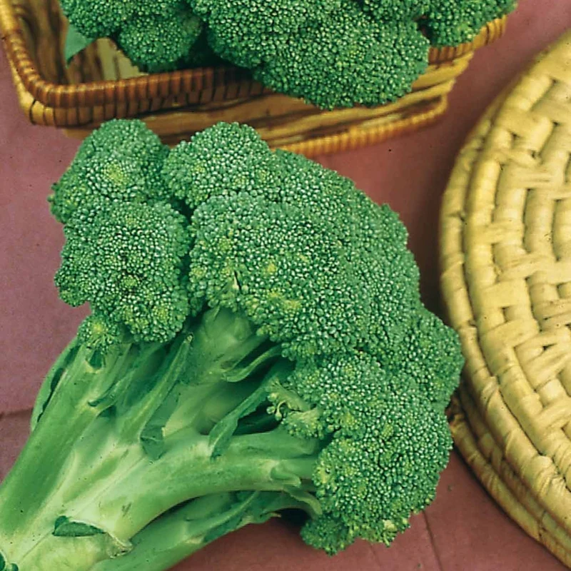 Brokkoli ‘Calabrese Natalino’