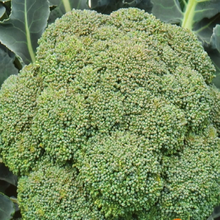 Brokkoli ‘Calabrese Natalino’