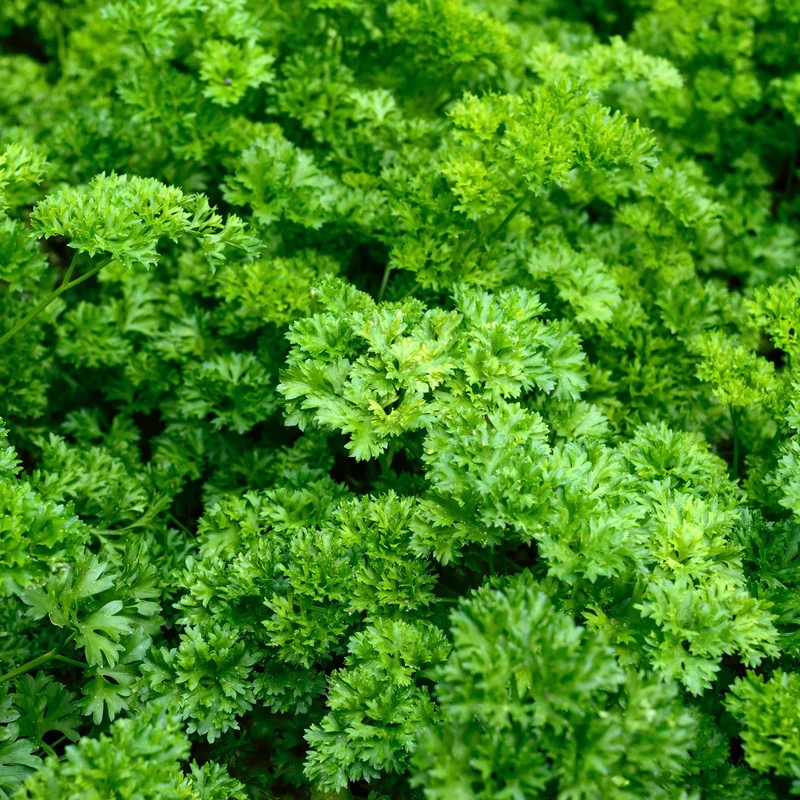 Krause Petersilie Dunkelgrün Bio