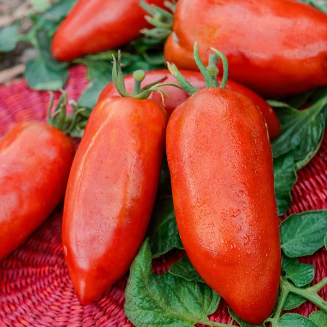 Tomate ‘Cornue des Andes’